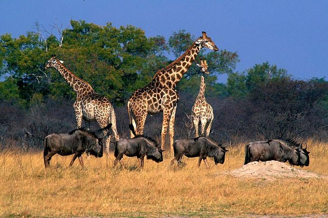 Full Day Hwange Day Trip - Breakfast at Hwange Safari Lodge