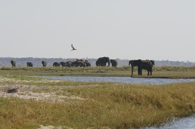 Full Day Hwange Day Trip - The morning game drive at 08:30