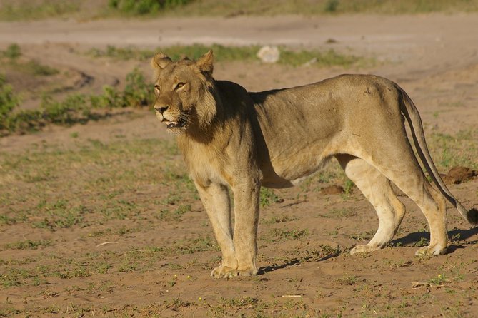 Full Day Hwange Day Trip - The 14:00 afternoon drive and water holes