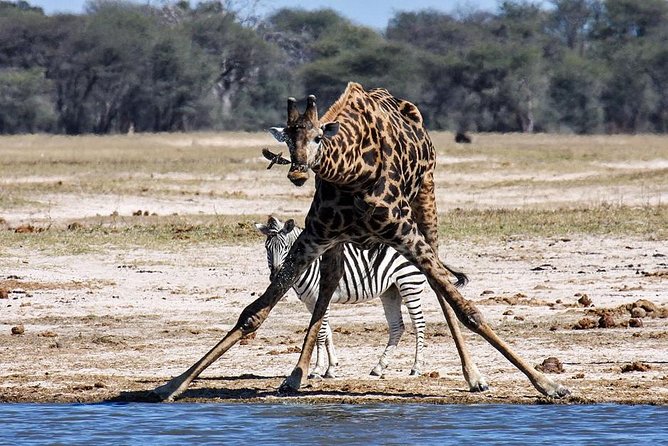 Full Day Hwange Day Trip - Wildlife: what you might see