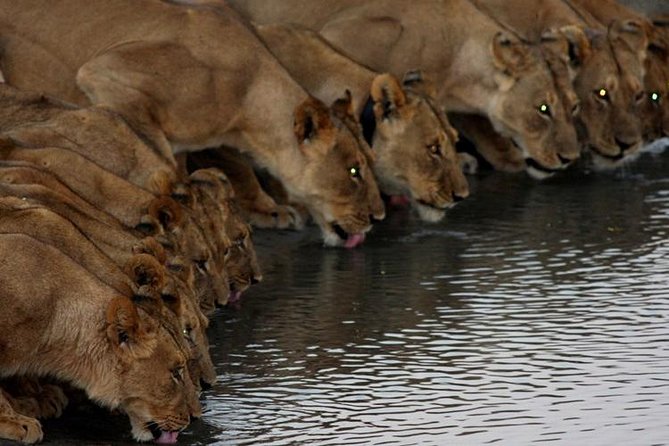 Full Day Hwange Day Trip - The 05:30 departure and road to Hwange