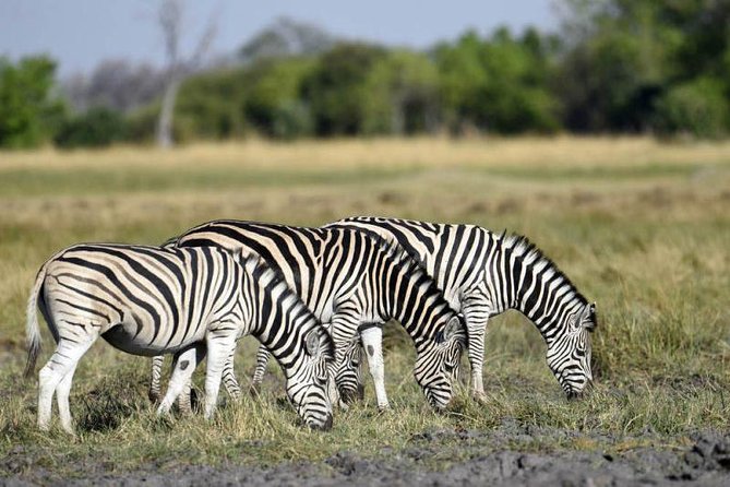 Full-Day Hwange National Park Tour from Victoria Falls - Why Hwange makes a good day trip from Victoria Falls