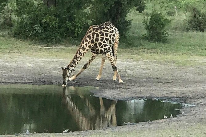 Full-Day Hwange National Park Tour from Victoria Falls - Arriving at Hwange Main Camp around 8:30 am