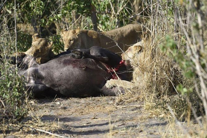 Full-Day Hwange National Park Tour from Victoria Falls - Following elephants to Hwange’s solar waterholes