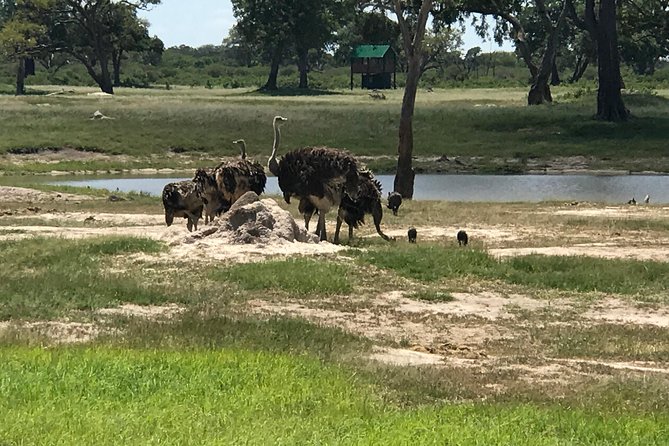 Full-Day Hwange National Park Tour from Victoria Falls - The chance of lions, hyenas, and smaller animals
