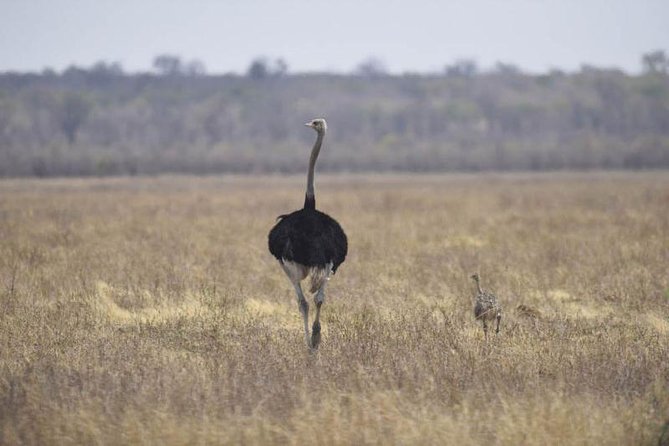 Full-Day Hwange National Park Tour from Victoria Falls - Lunch, viewing platforms, and the rhythm of a long safari