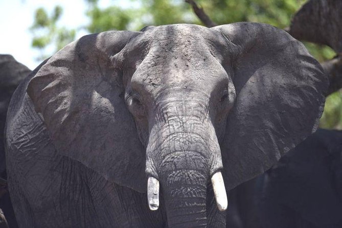 Full-Day Hwange National Park Tour from Victoria Falls - How much value you get for $275