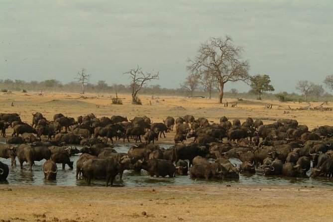 Full-Day Hwange National Park Tour from Victoria Falls - The 6:00 am departure from Victoria Falls
