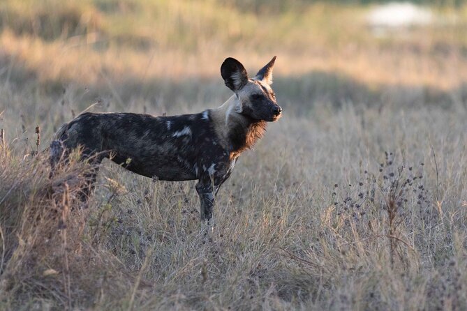 Full-Day Safari Chobe National Park and boat safari - Why Chobe works so well as a Victoria Falls day trip