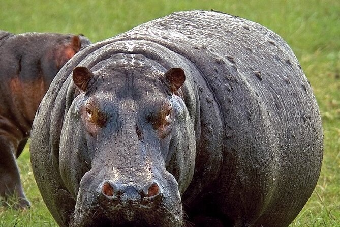 Full-Day Safari Chobe National Park and boat safari - A three-hour Chobe River safari by boat