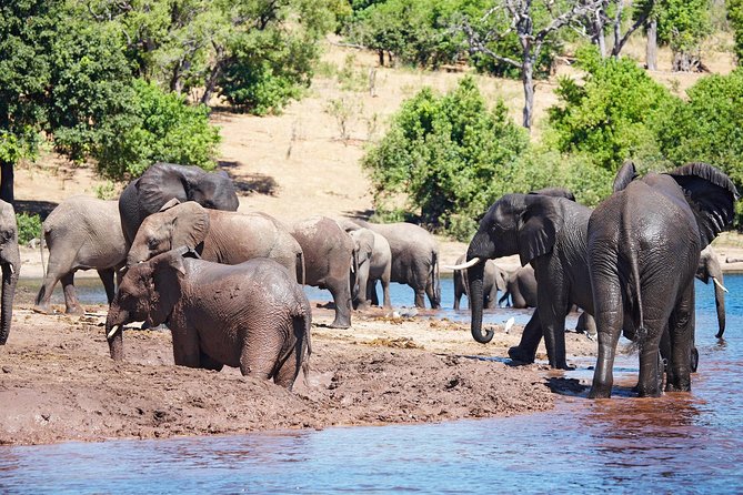 Full Day Zambezi National Park Golden Safari - Key points at a glance