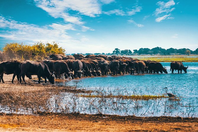 Full Day Zambezi National Park Golden Safari - Morning in Zambezi National Park