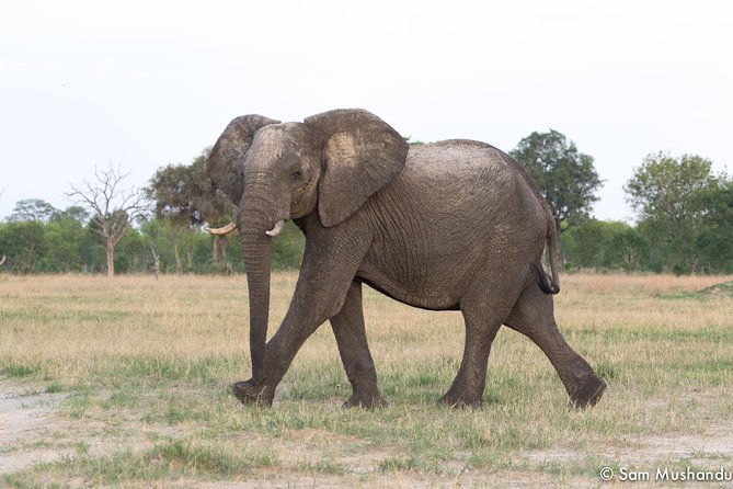 Full-Day Zimbabwe Zambezi National Park Safari & Lunch - Why a full day matters in Zambezi National Park