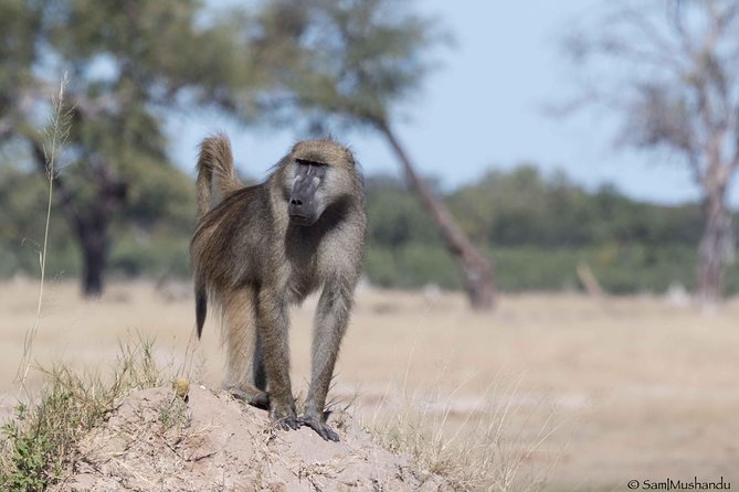 Full-Day Zimbabwe Zambezi National Park Safari & Lunch - Chamabondo Vlei and the value of crossing the park