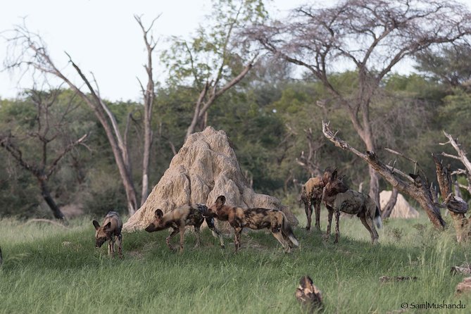 Full-Day Zimbabwe Zambezi National Park Safari & Lunch - Lunch during a long day in the park