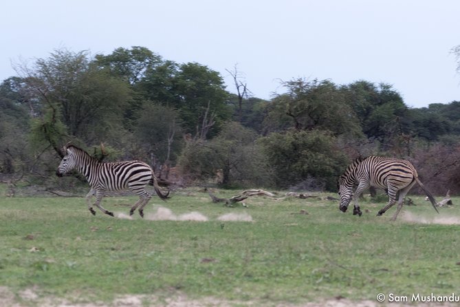 Full-Day Zimbabwe Zambezi National Park Safari & Lunch - The 6:00 AM start and first game drive