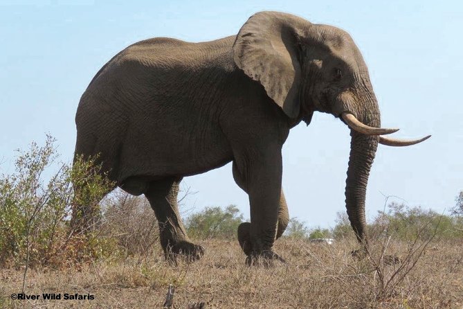 Game Drive (AM / PM) - Zambezi National Park - River Wild Safaris - A short safari close to Victoria Falls