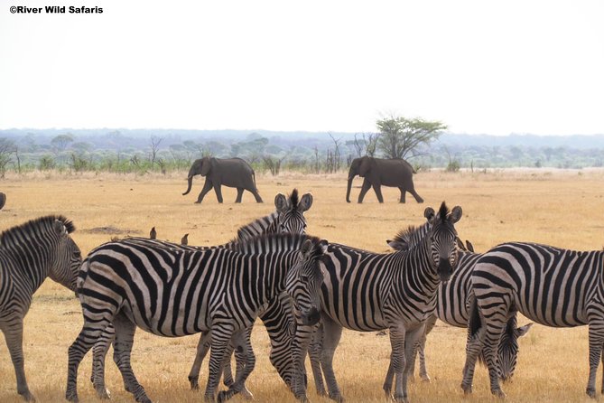 Game Drive (AM / PM) - Zambezi National Park - River Wild Safaris - Hotel pickup and the ride into the park