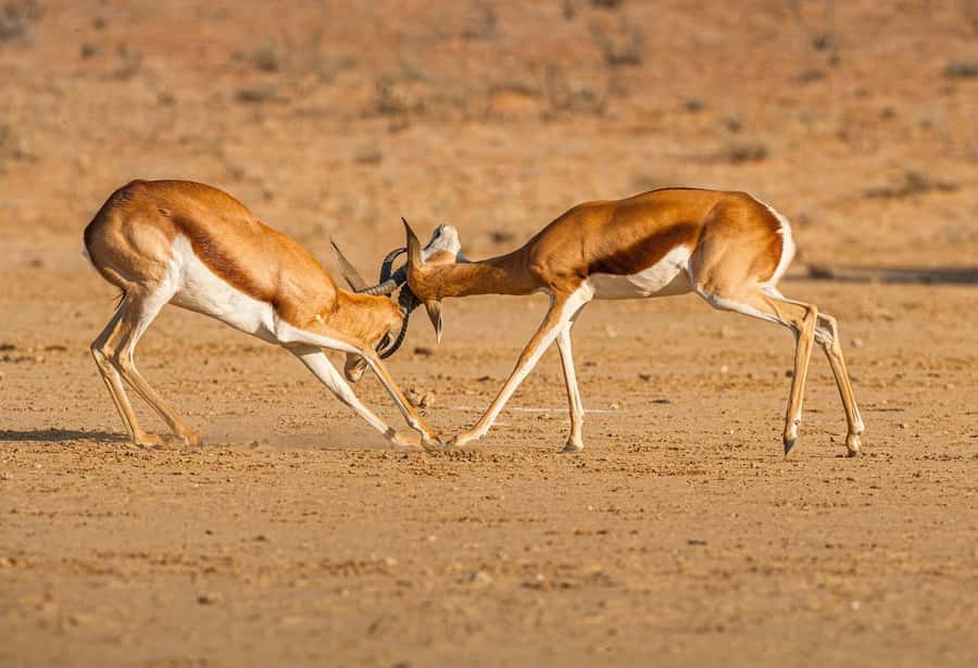 Game drive in Victoria Falls - Three hours in the wild near Victoria Falls