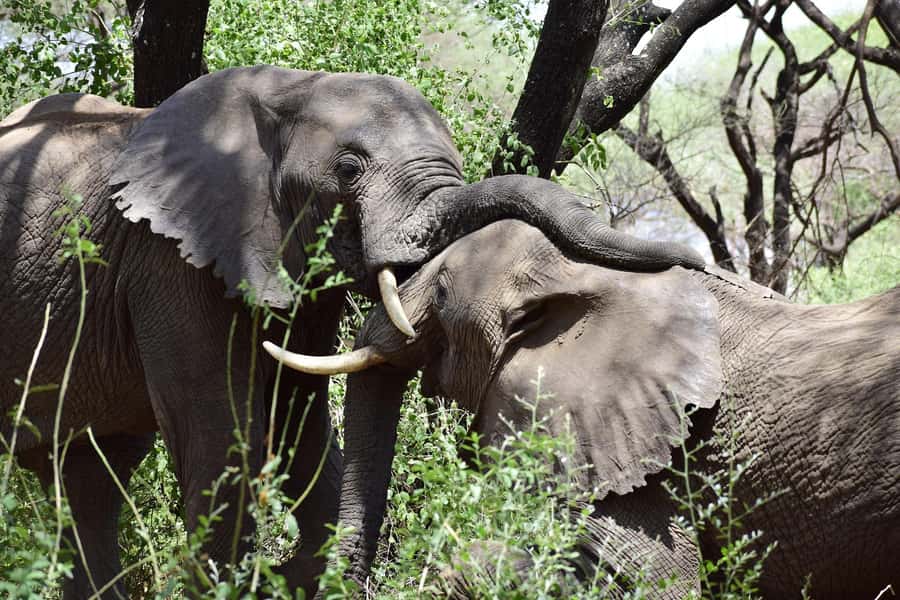 Game drive in Victoria Falls - The guide makes the difference