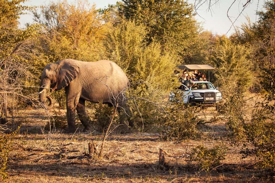 Game drive in Victoria Falls - Wildlife sightings: expect variety, not certainty