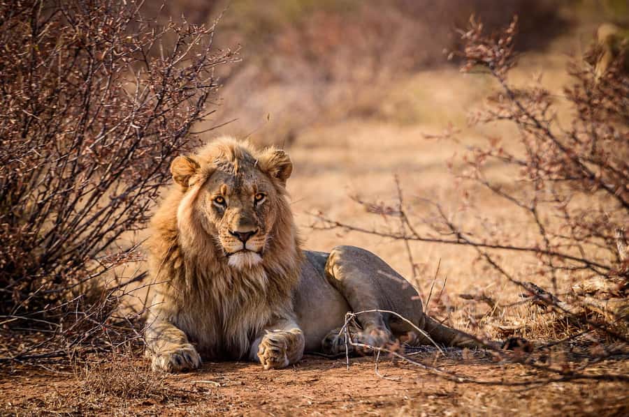 Game drive in Victoria Falls - What the $100 price really covers