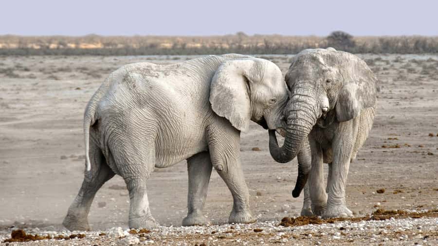 Game drive in Victoria Falls - Who will enjoy this game drive most