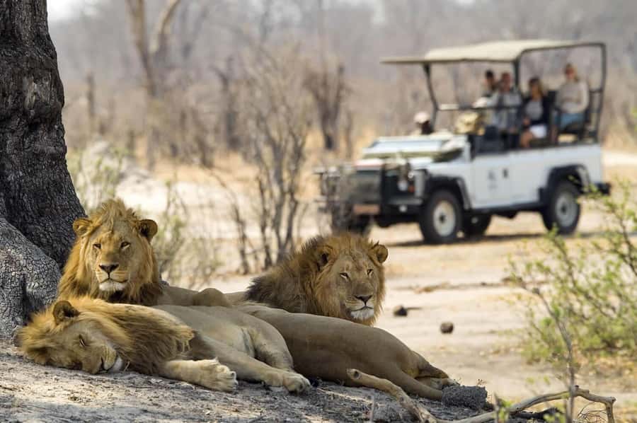 Game drive in Victoria Falls - Should you book the Zambezi National Park drive?