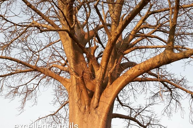 Game Drive in Zambezi National Park Morning or Afternoon - Refreshments, photography, and comfort