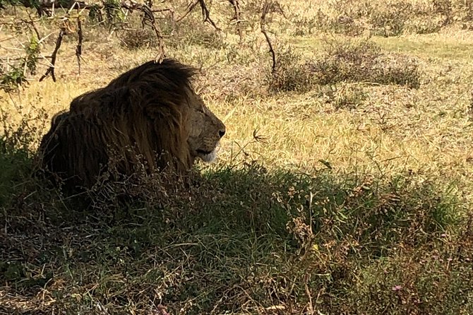 Game Drive in Zambezi National Park Morning or Afternoon - Is $85 a fair price?