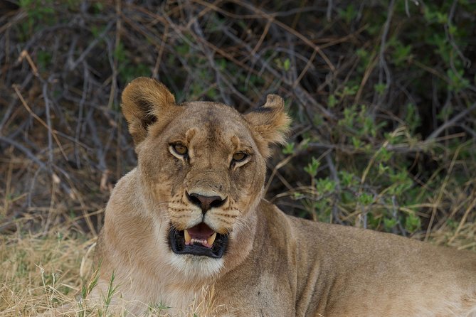 Game Drives - A quick safari without leaving Victoria Falls behind