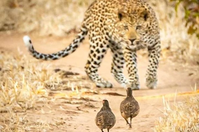 Game Drives - Why the guide matters more than the vehicle