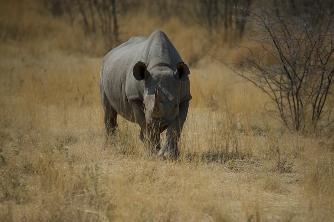 Game Drives - Morning or afternoon: choosing the better fit
