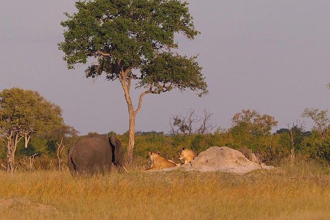 Game Drives - What the $102.57 price buys you