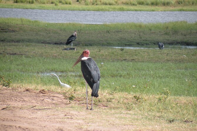Game Drives in the Zambezi National Park - Is the $100 price good value?