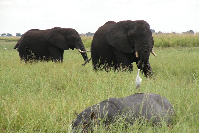 Game Drives in the Zambezi National Park - What the park search may bring