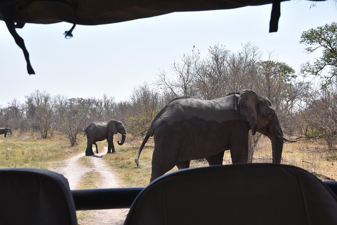 Game Drives - The animals you might see in Zambezi National Park