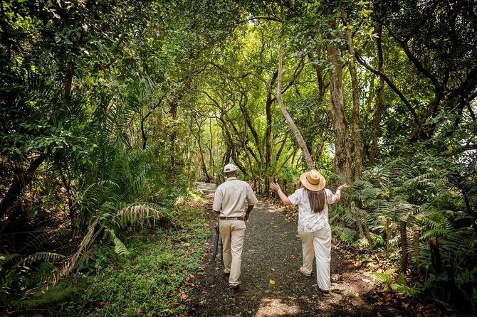 Guided Tour of the Falls Rainforest - Best timing for a more relaxed visit
