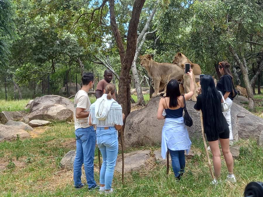 Harare: Half Day Outdoor Adventure - From Urban Sights To Lion Park Safari