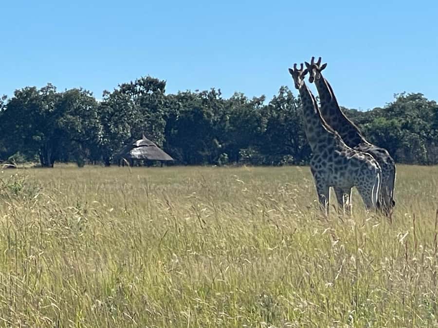 Harare: Half Day Outdoor Adventure - Who Will Get The Most From This Tour