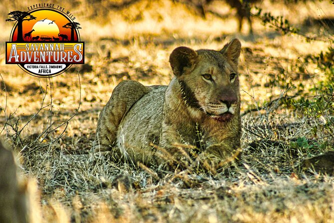 High Tea in the Savannah, Catering by Victoria Falls Hotel - High tea beside the waterhole