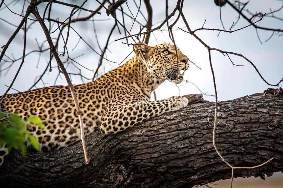 Hwange Big 5 Wildlife Safari – Day Trip from Victoria Falls - A picnic lunch with the park around you