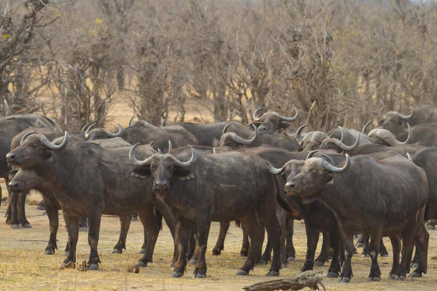 Hwange Full Day Safari from Victoria Falls - Key points before you book