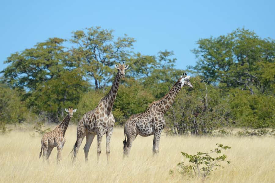 Hwange Full Day Safari from Victoria Falls - Why Hwange is worth the long day