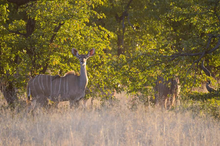 Hwange Full Day Safari from Victoria Falls - Changing vehicles at Hwange Main Camp