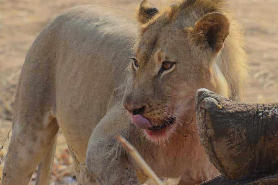 Hwange Full Day Safari from Victoria Falls - The 6:00 am pickup from Victoria Falls