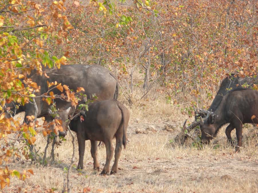 Hwange National Park Day Trip from Victoria Falls - Why a day in Hwange is worth the long ride