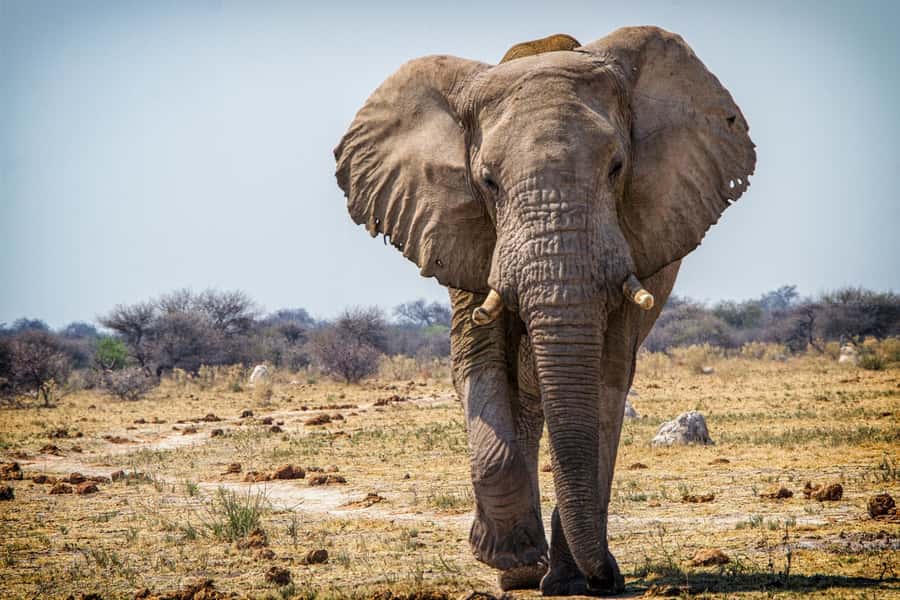 Hwange National Park Day Trip from Victoria Falls - The first game drive and Hwange’s water holes