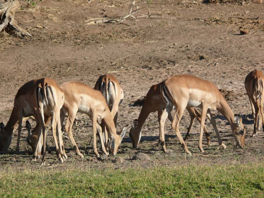 Hwange National Park Day Trip from Victoria Falls - The second drive, cooler air, and sunset