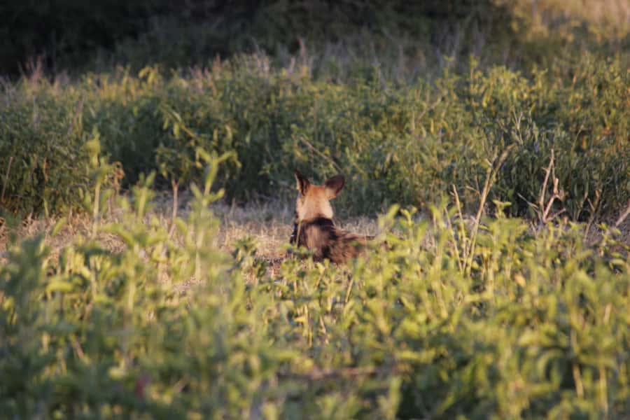 Hwange National Park Day Trip from Victoria Falls - How much wildlife might you see?